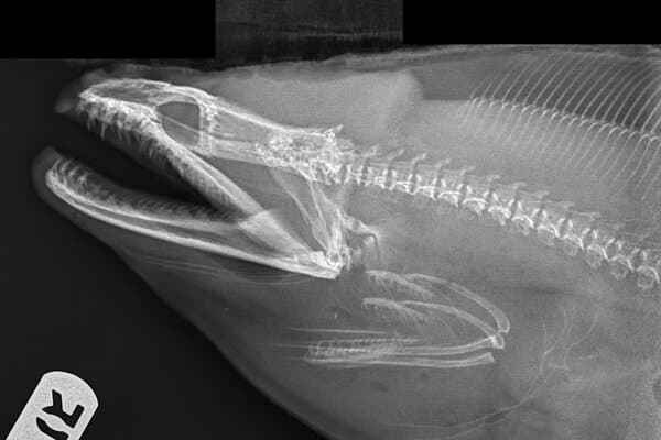 A Skeleton Bank of Understudied Species