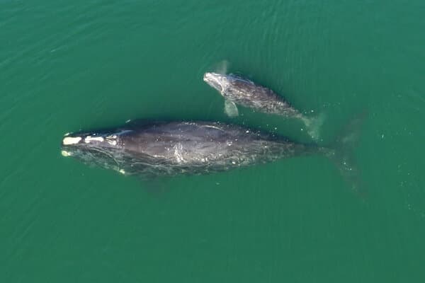 Can 70 Moms Save a Species?