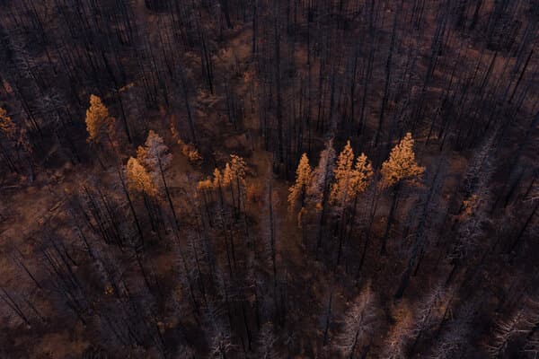 How Are the World’s Trees Doing? A New Assessment Has Answers.