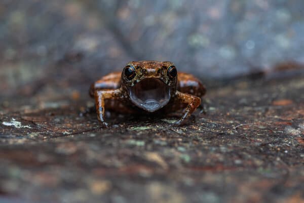 This Toad Is So Tiny That They Call It a Flea